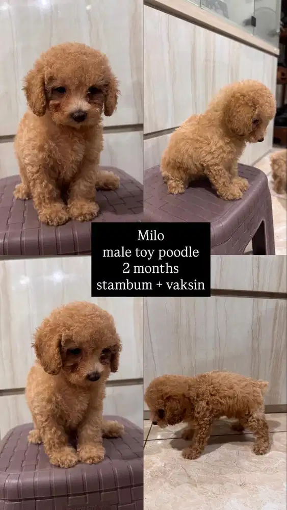 Toy Poodle Murah Meriah