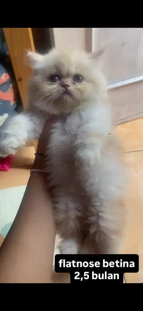 kucing flatnose kitten