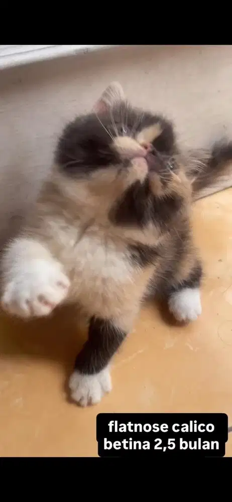 kucing exo flatnose