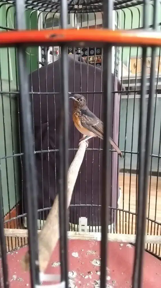 Murai trotol jantan Bahorok