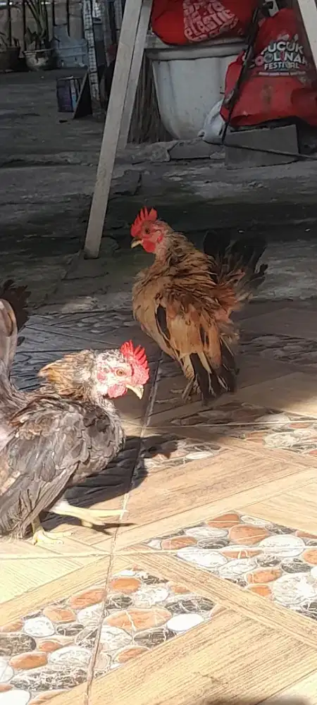 Jual Ayam Serama sepasang kecil sehat murah