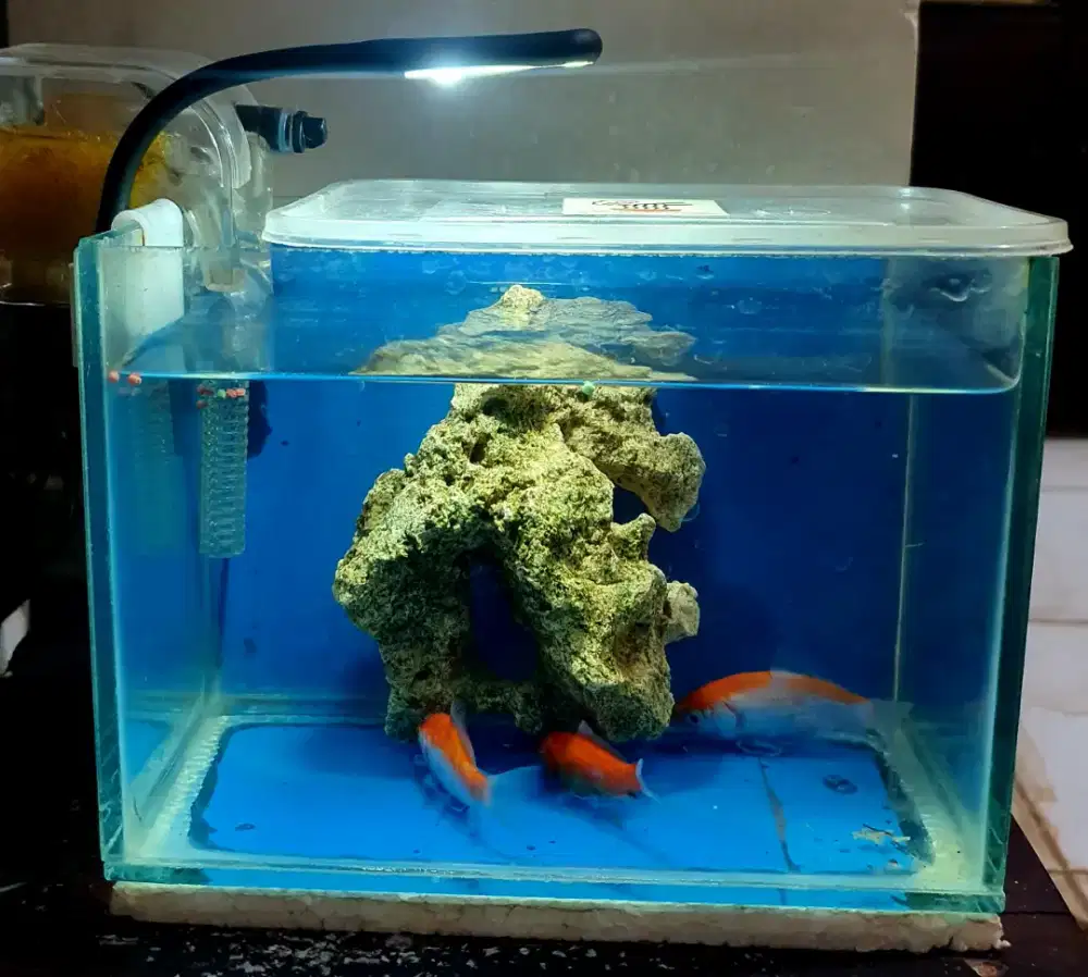 Aquarium lengkap