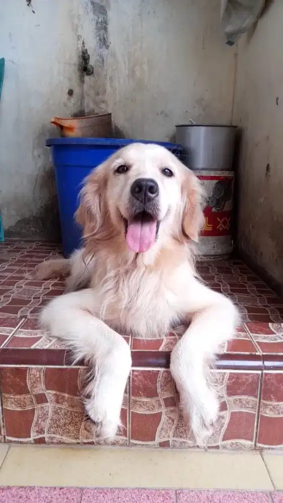 Golden retriver