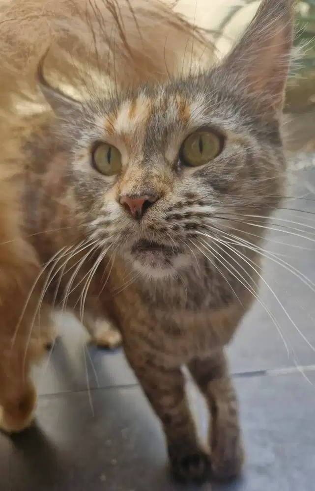 Open Adopt Kesayangan