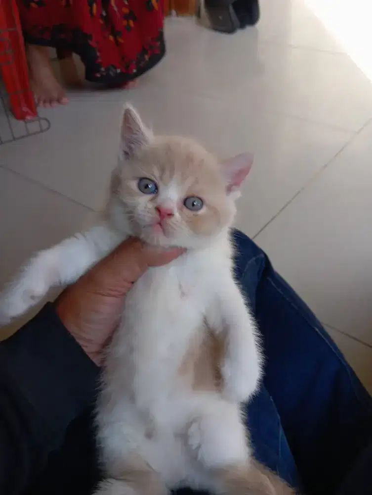 Kitten BSH/British Shorthair pure
