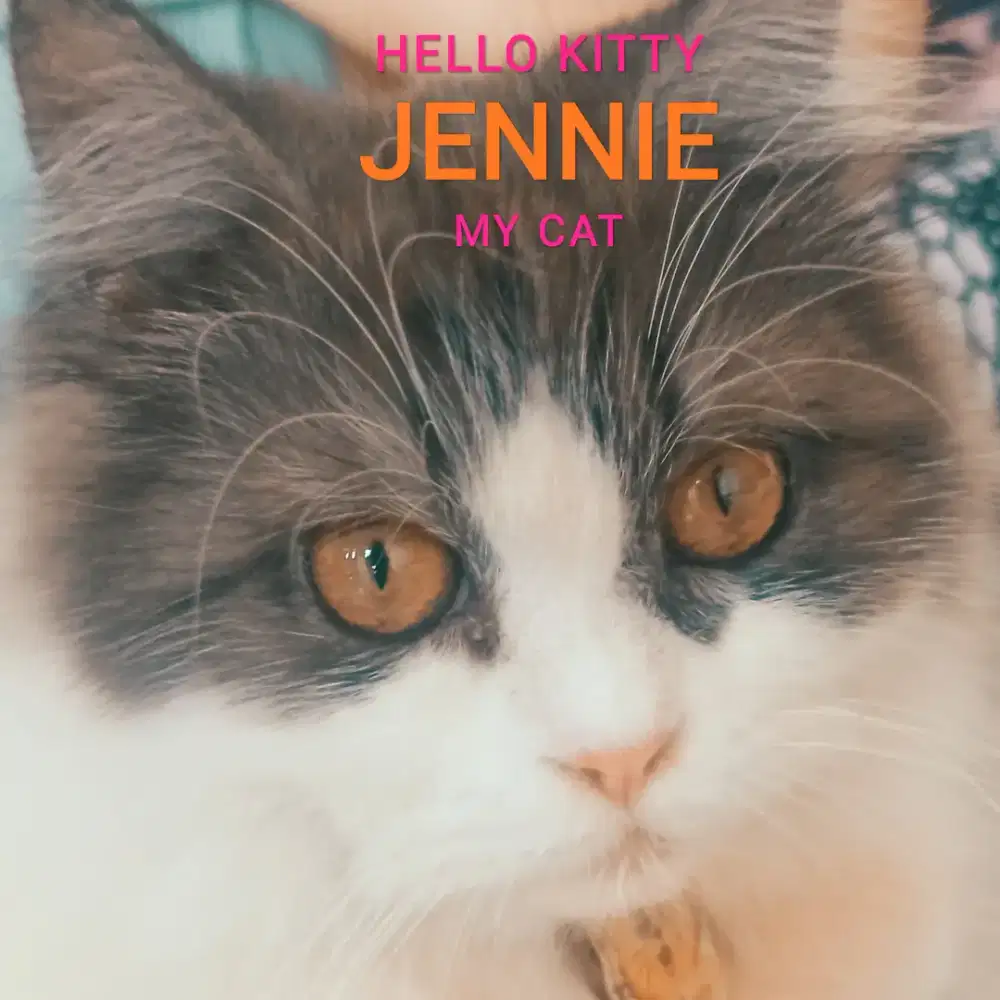 Kucing ras sepasang cewek cowok