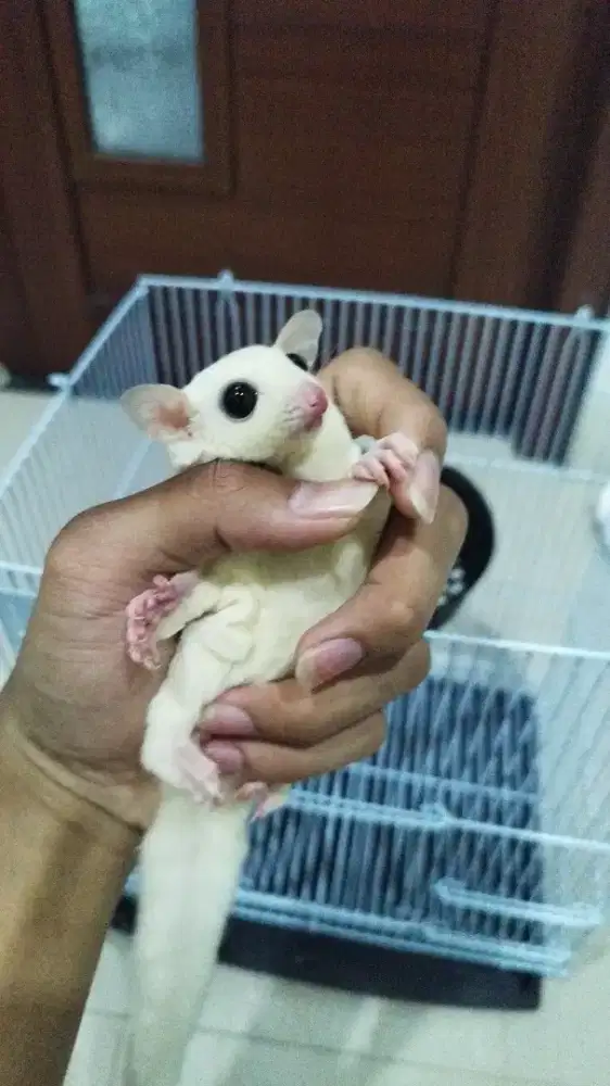 Sugar Glider Leucistic Betina