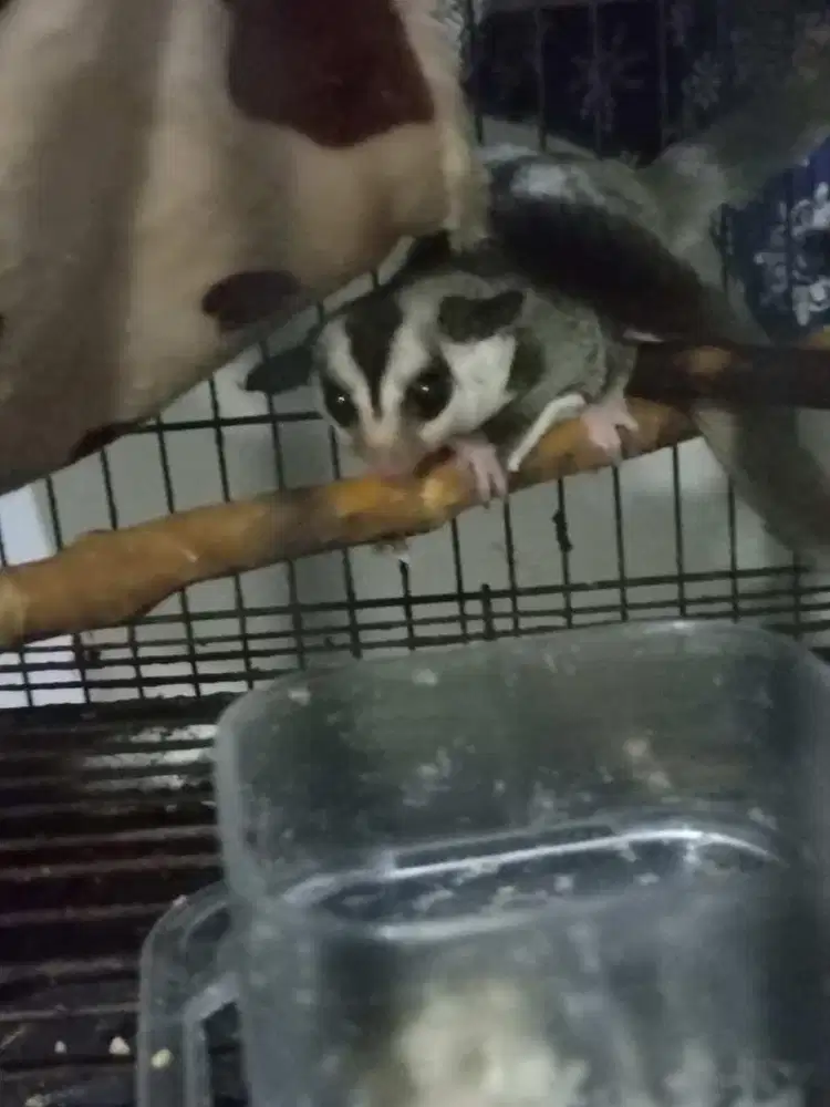 Sugar glider white face