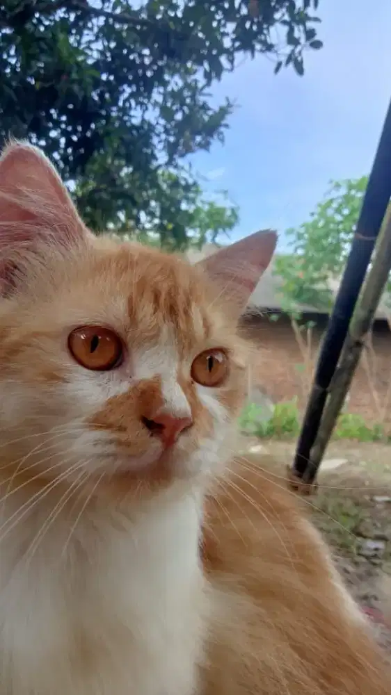 Info loker untuk lulusan sd