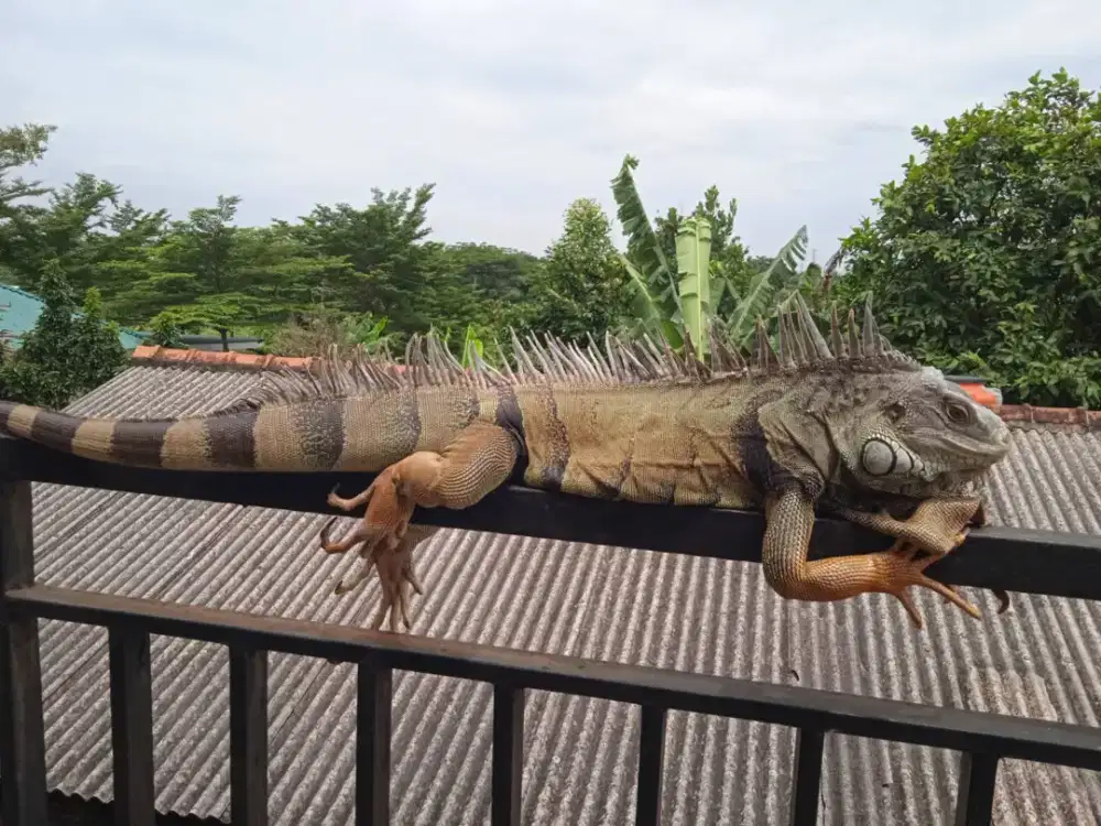 Iguana jantan green columb