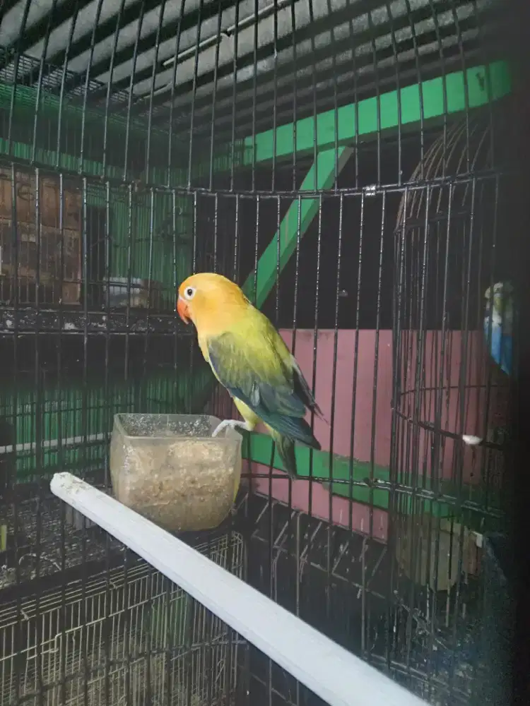 Biola aqua euwing vio homozigot jantan mapan