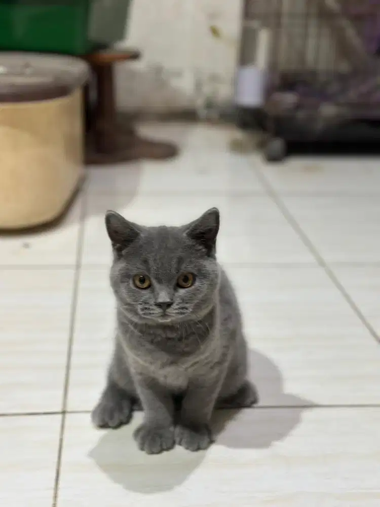 Kitten bsh betina
