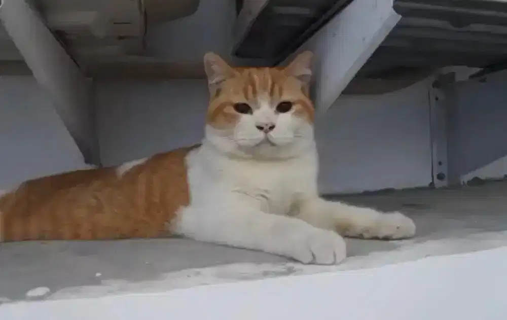 Kucing BSH big bone red bico 8 bulan