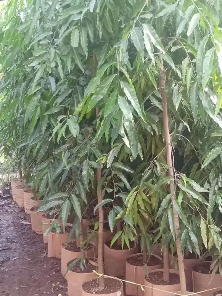 Glodogan tiang tinggi 2 mtr