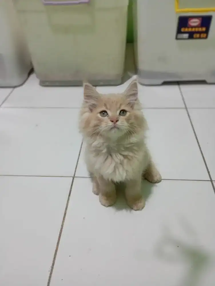 Kucing kitten persia mix mainecoon 4 ekor / anggora / himalaya