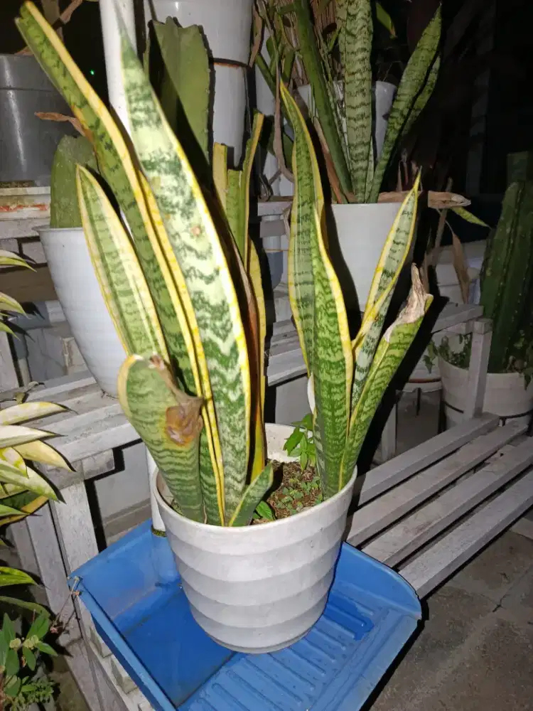 Tanaman lidah mertua