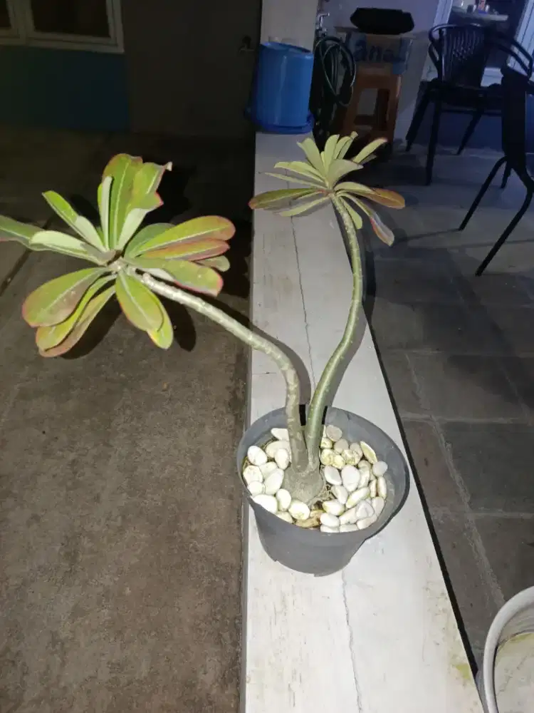 Tanaman Kamboja besar