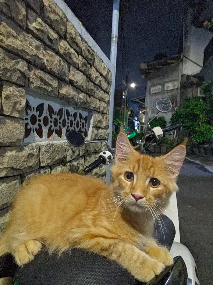 Kitten Mainecoon Jantan