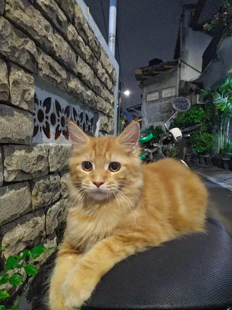 Kitten Mainecoon Betina