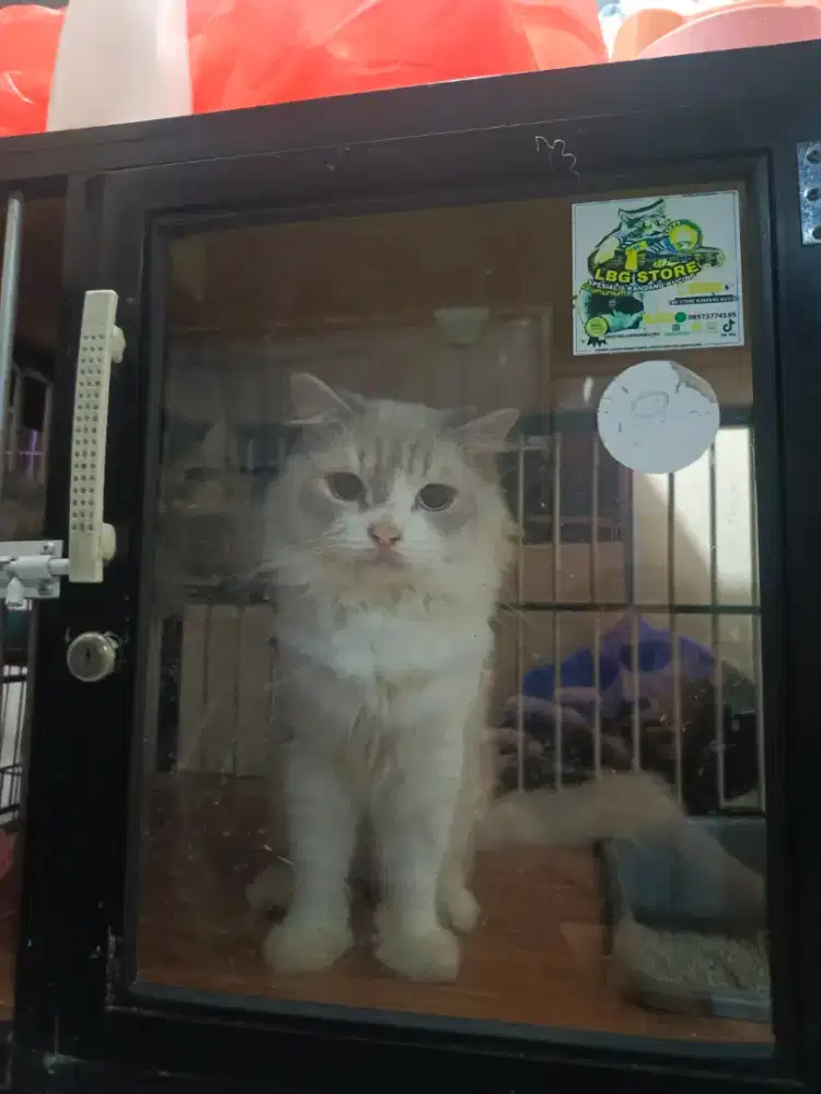 Kucing ragdoll X himalaya