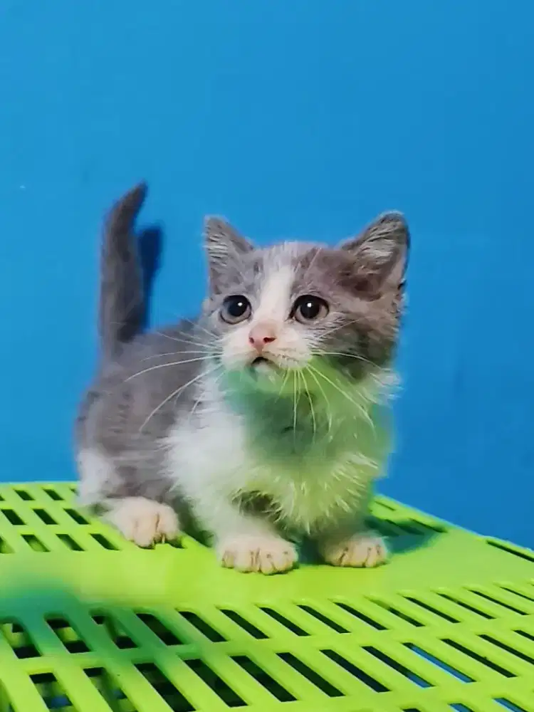 MUNCHKIN BSH Bico Blue JANTAN Kitten Cebol British short hair