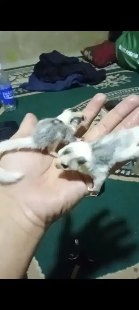 Sugar Suger glider Mozaic Jantan