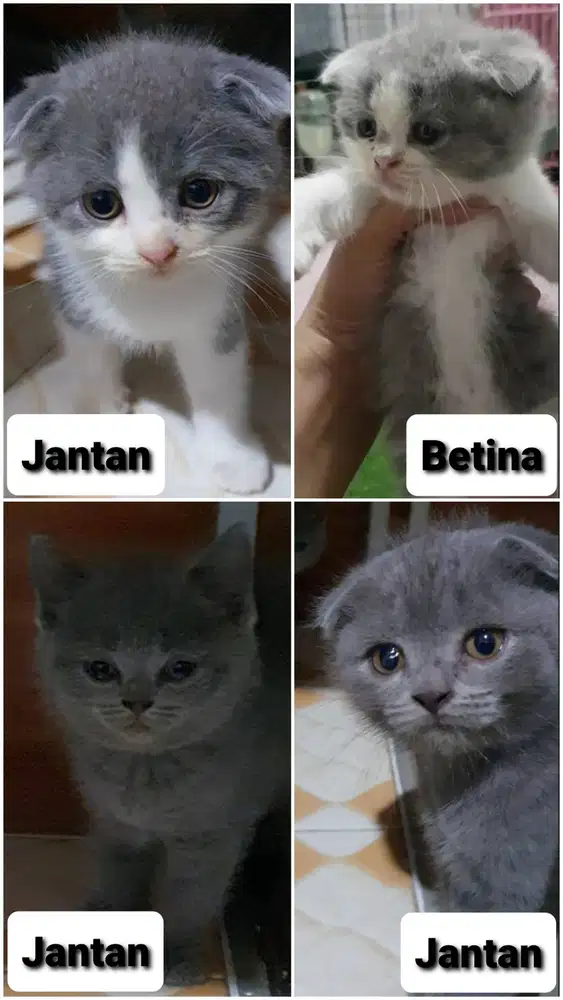 Kucing kitten 3 bulan bsh x sf ped