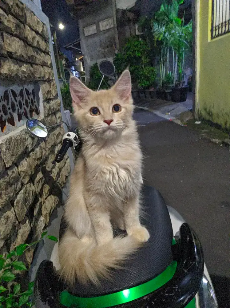 Kitten Mainecoon Betina