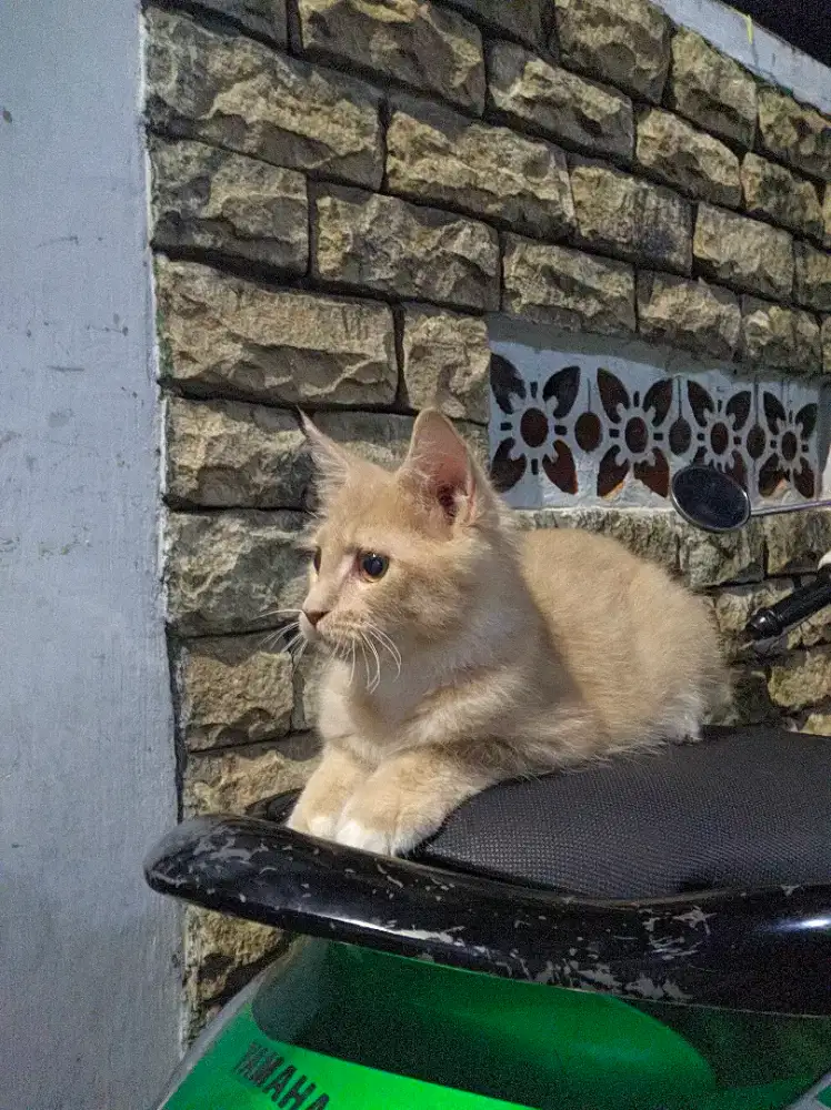 Kitten Mainecoon Betina