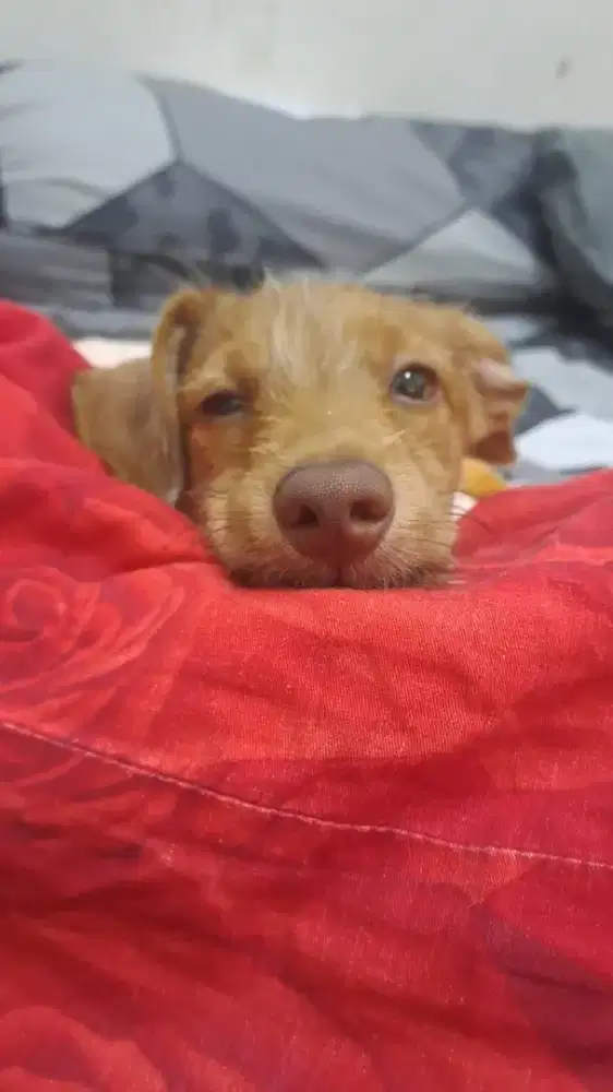 Cari adopsi anak anjing/baru lahir