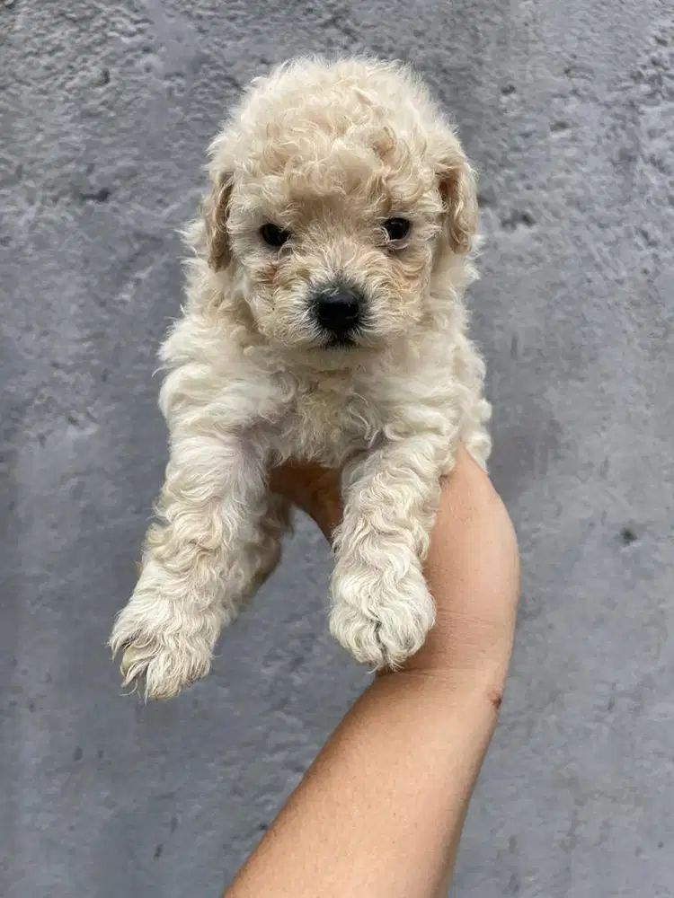 anjing poodle cantik