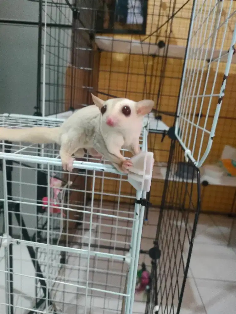 Sugar glider Moza / Cremino