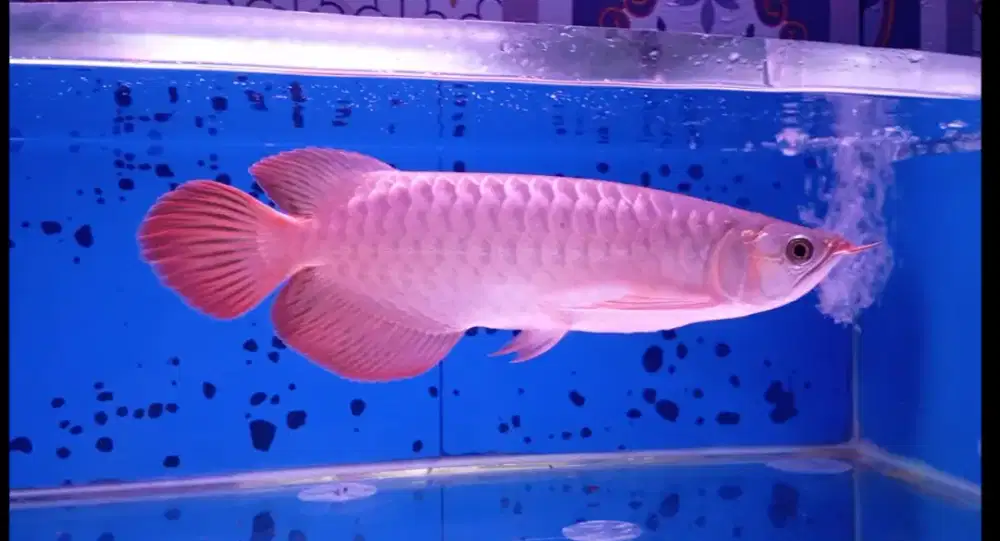 Arwana super red 31cm