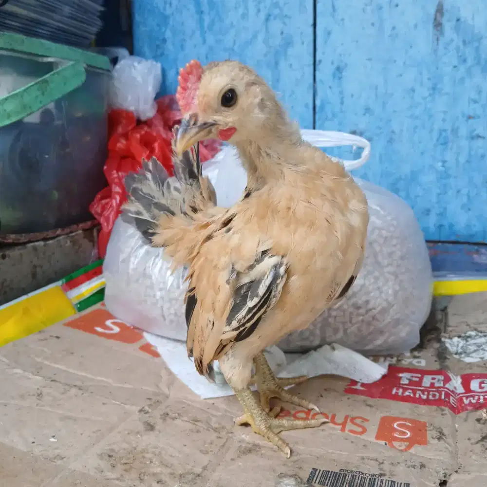 Ayam serama jantan muda