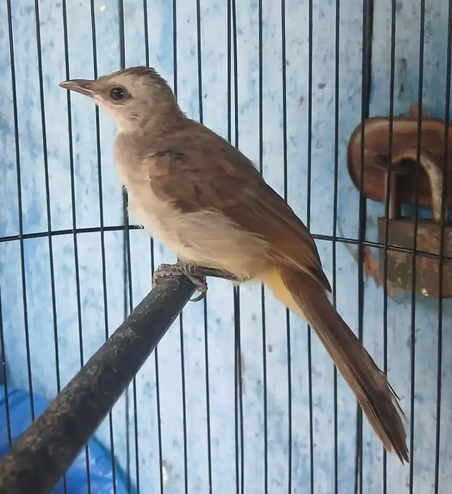 Burung trucukan jantan