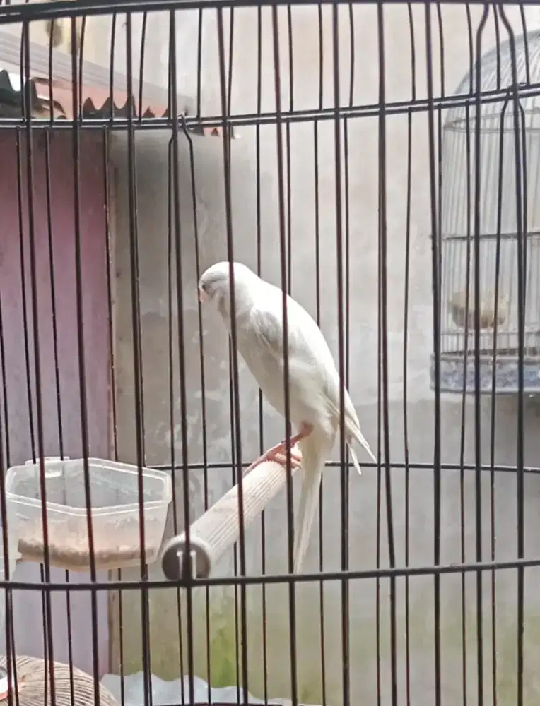 Burung kenari paud f1 sf nyeni