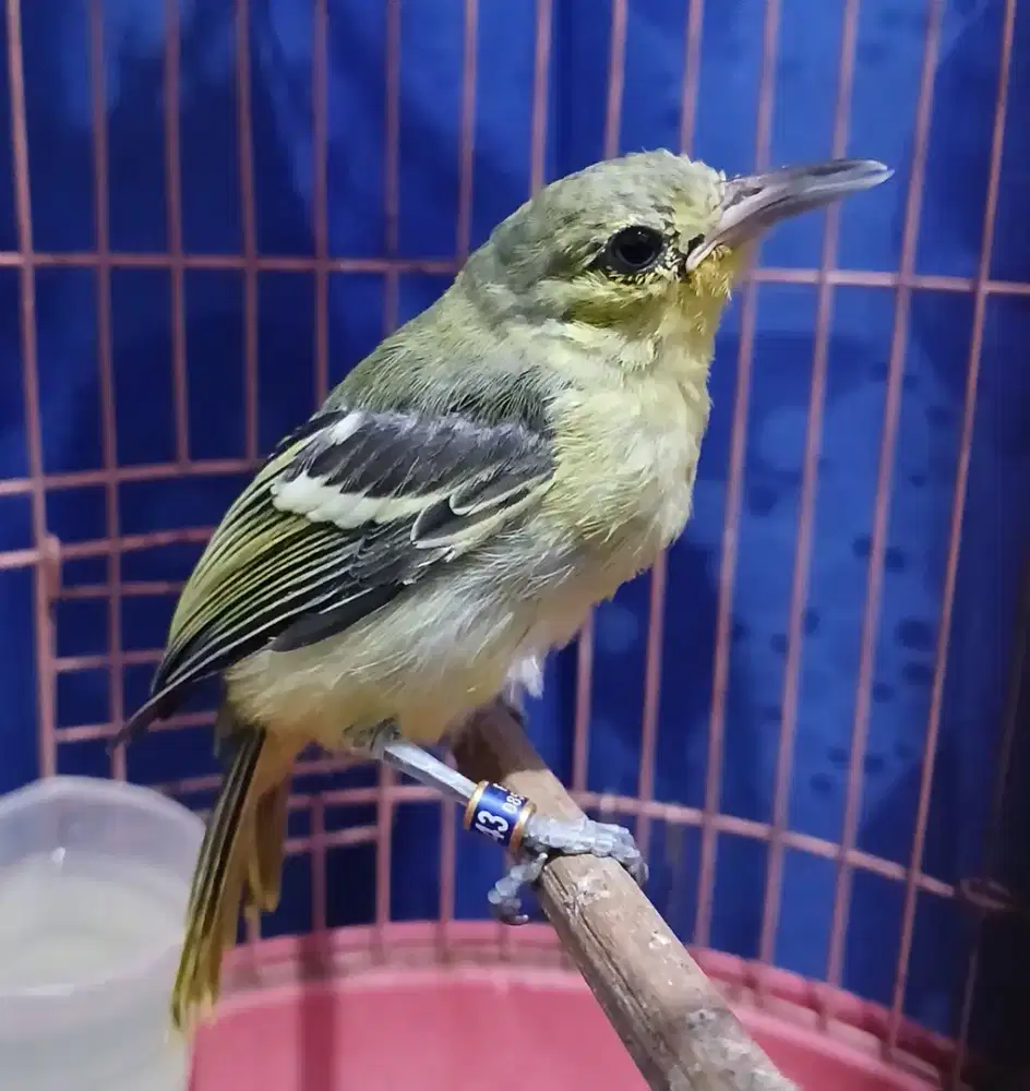 Burung sirpu sepasang