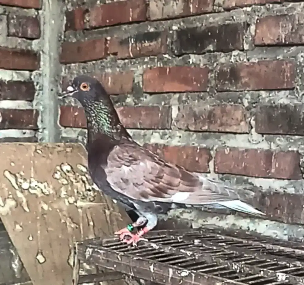 Merpati Jantan Satuan Pmti 2024