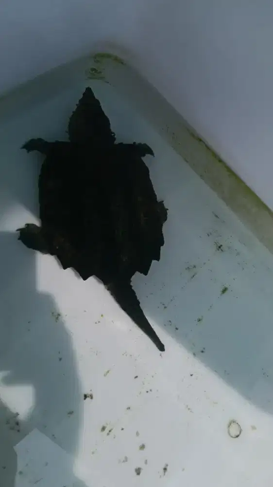 Jual kura kura air tawar