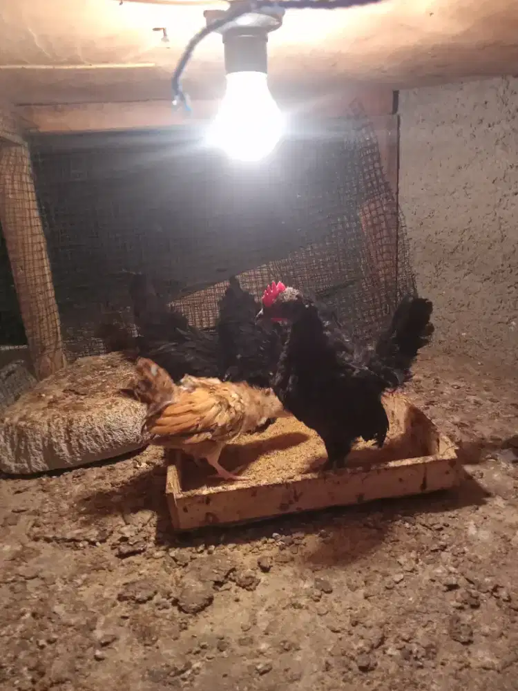 Borongan 6 ekor tema