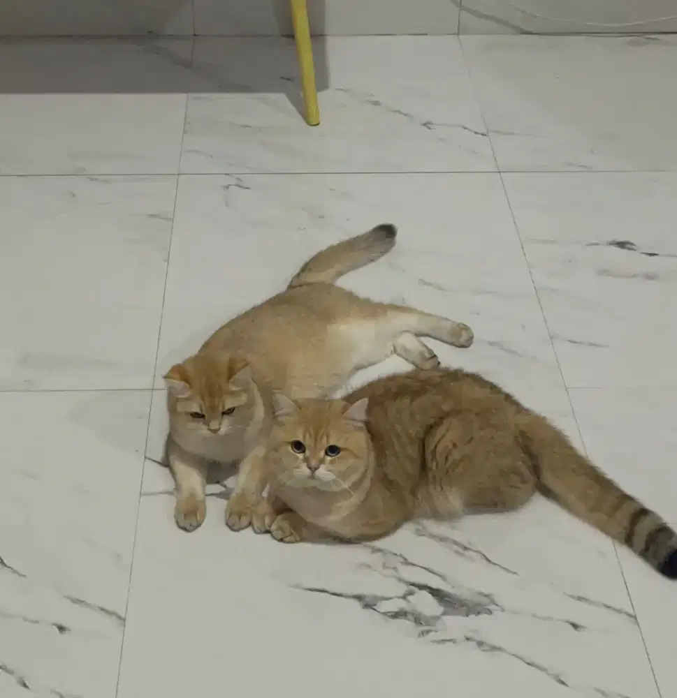 Open Adopt BSH non ped