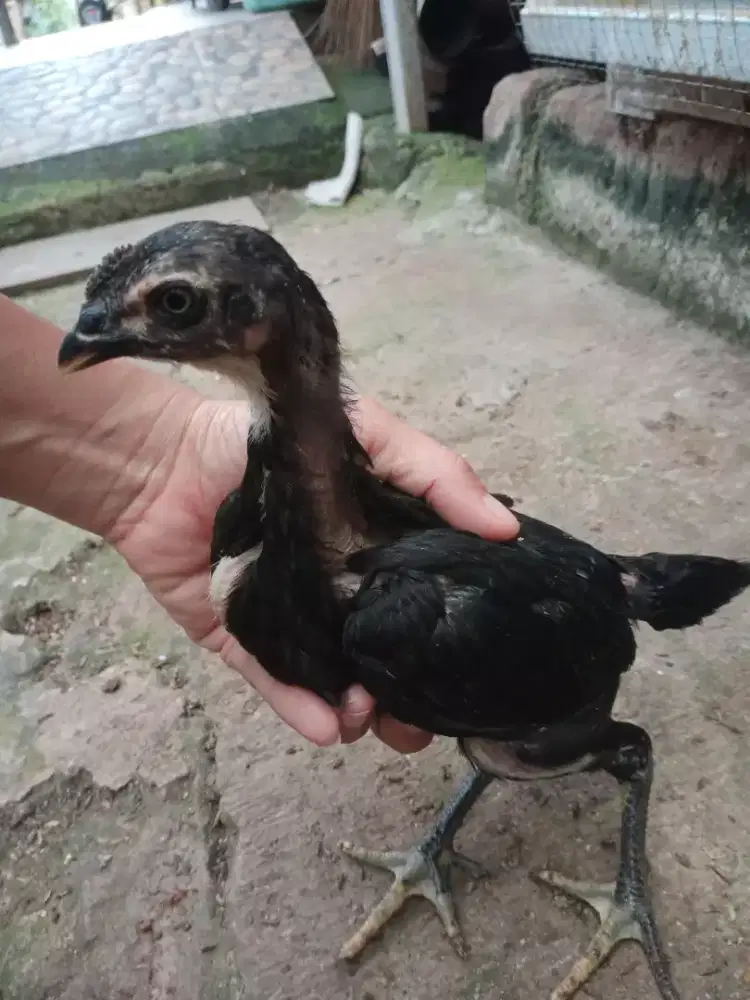 Anak ayam kampung usia 2 Bulan