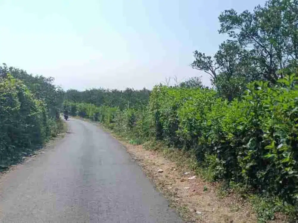 DIJUAL RUGI!!! KEBUN JERUK DI DAU POROS JALAN ASPAL DEKAT WISATA BEDENGAN