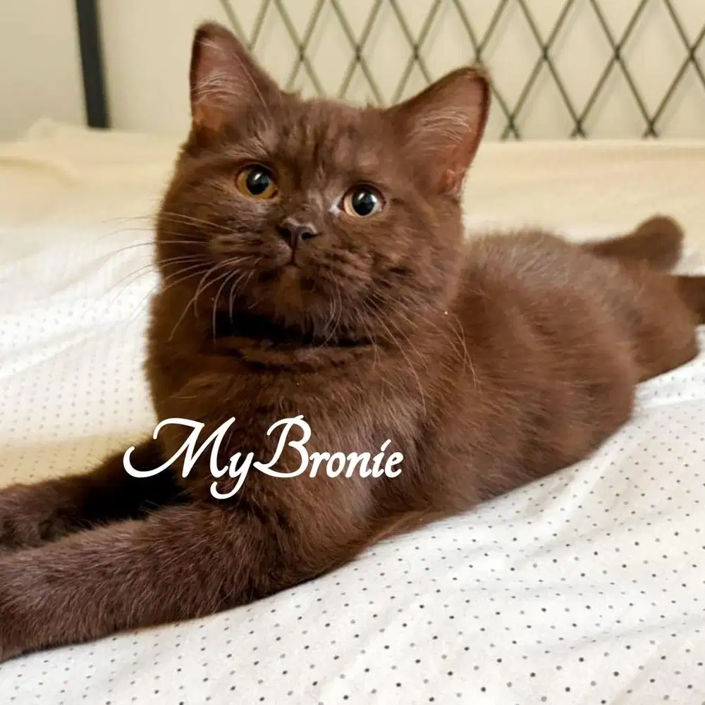Kucing british shorthair choco cantikkk