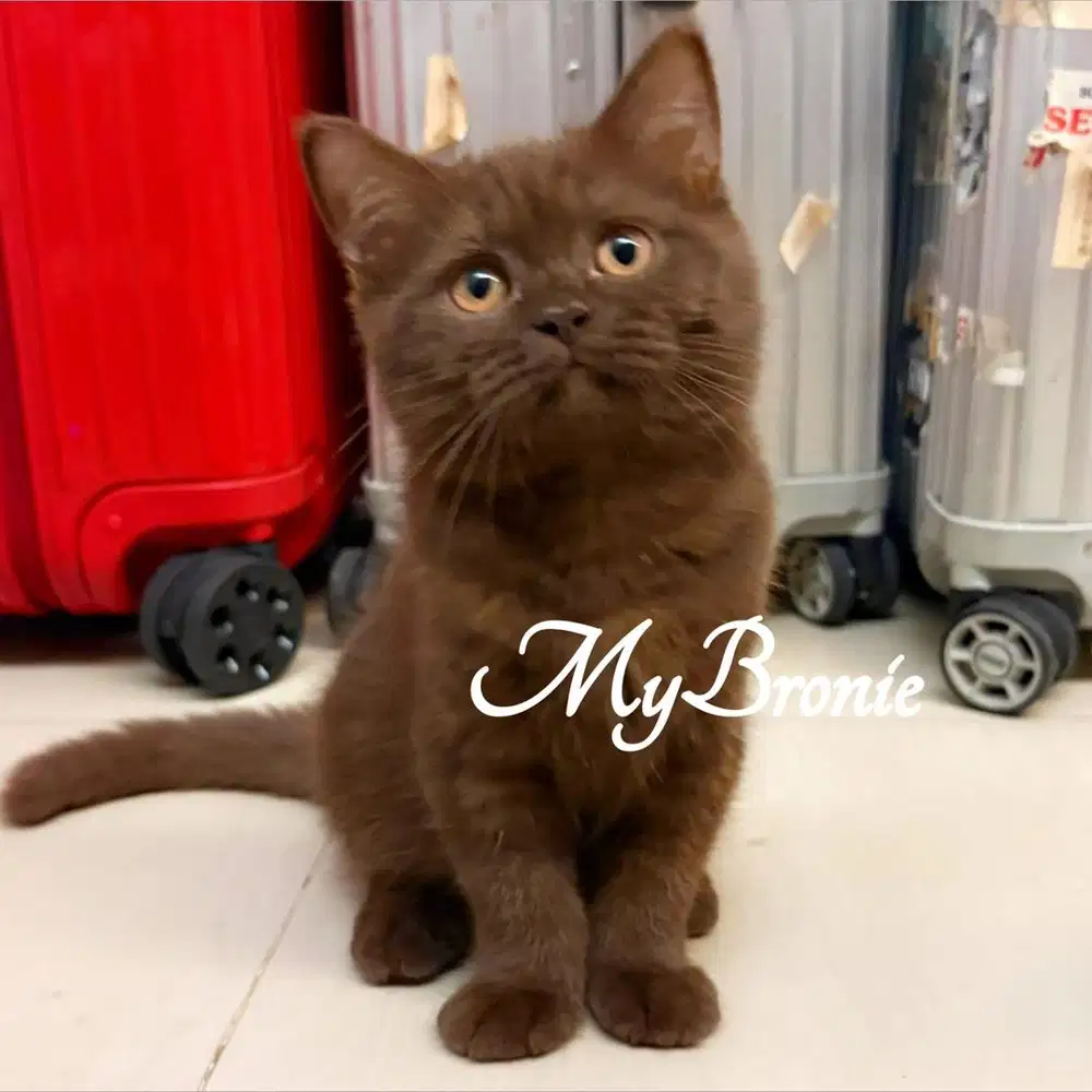 Kucing british shorthair choco betina