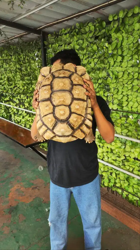 Adopsi 3ekor  lagi Kura2 Kura kura Sulcata Jumbo size +/- up 45 cm