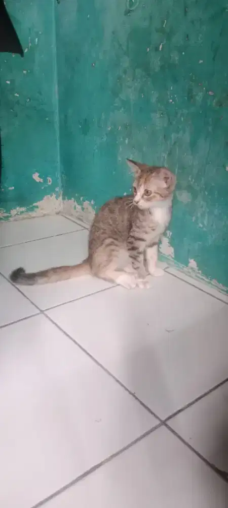 Kitten Persia Mixdome