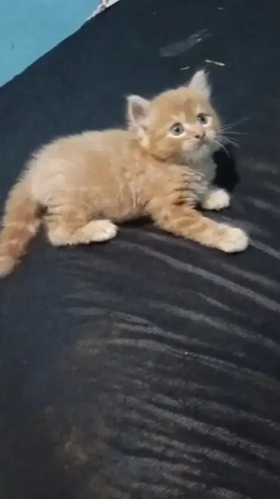 Ready kitten Persia