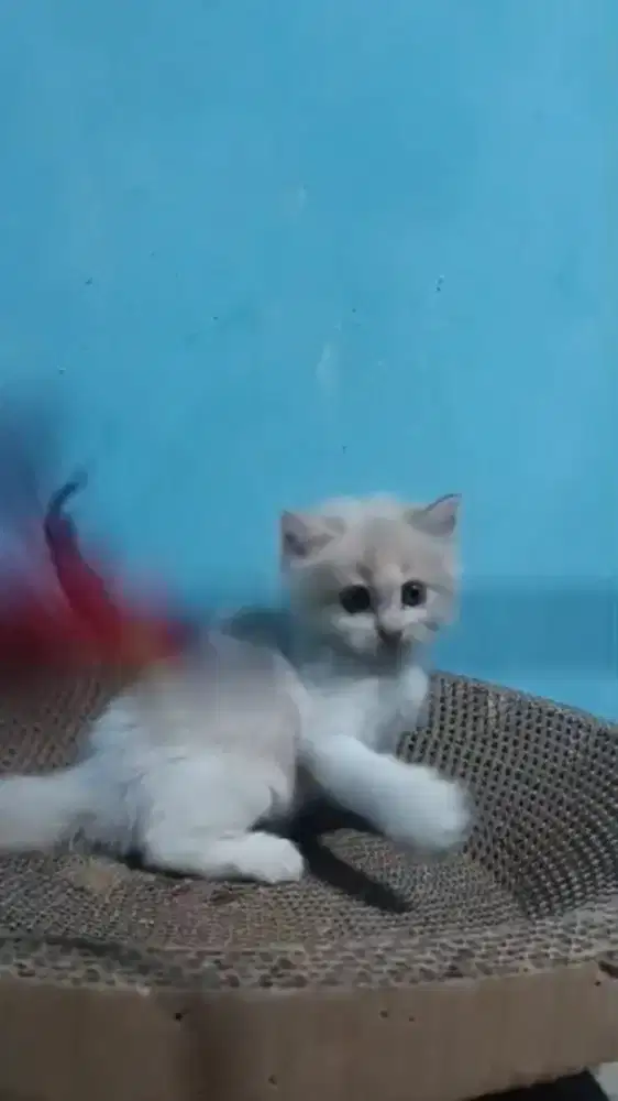 Ready kitten Persia