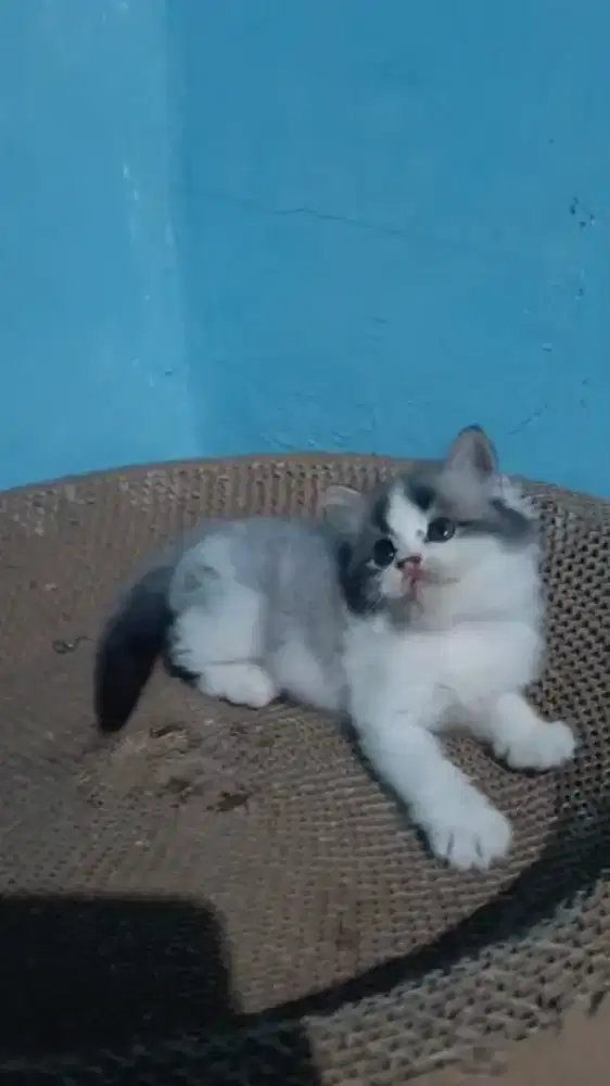 Ready kitten Persia